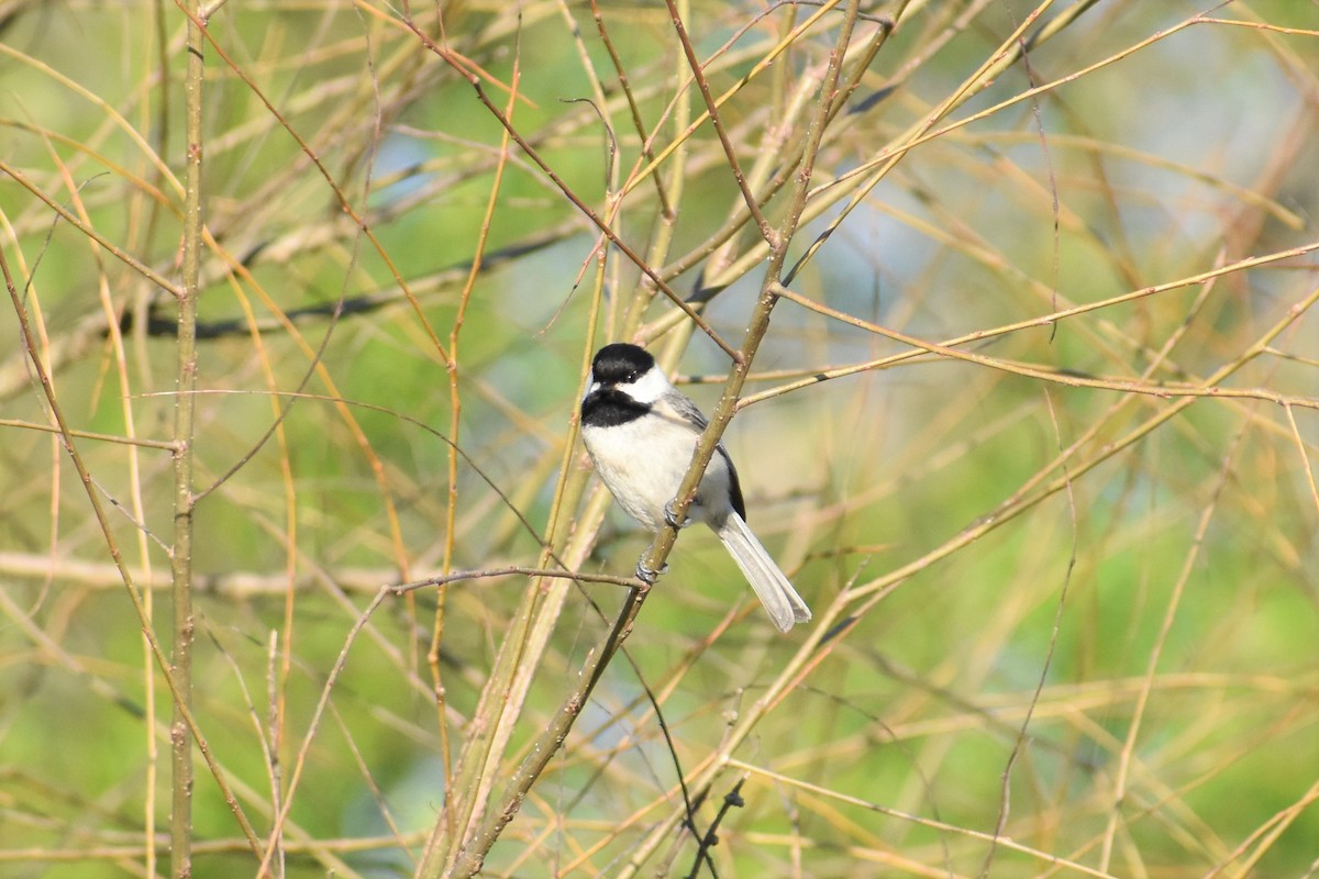 Carolina Chickadee - ML220292311
