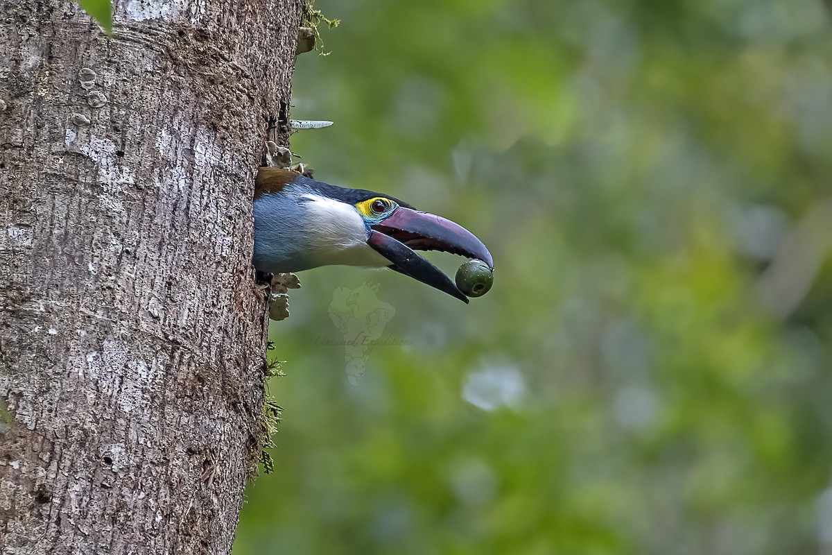 Black-billed Mountain-Toucan - Untamed Expeditions