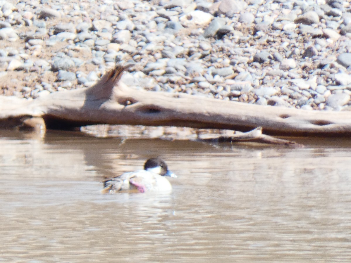 Bufflehead - ML220293501