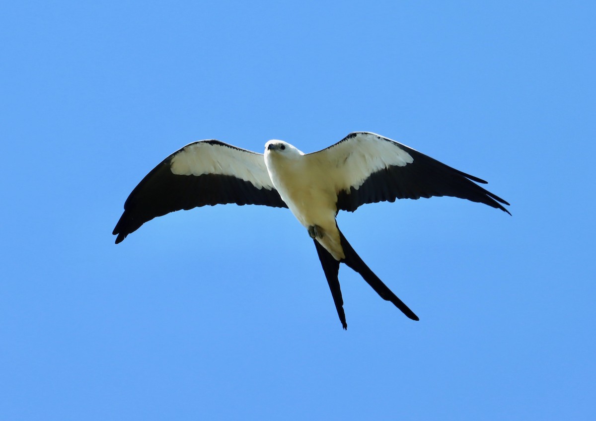 Swallow-tailed Kite - ML220294161