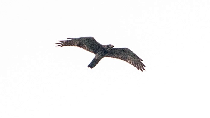 Gray-faced Buzzard - ML220294371