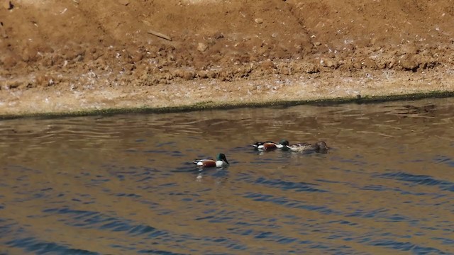 Northern Shoveler - ML220296381