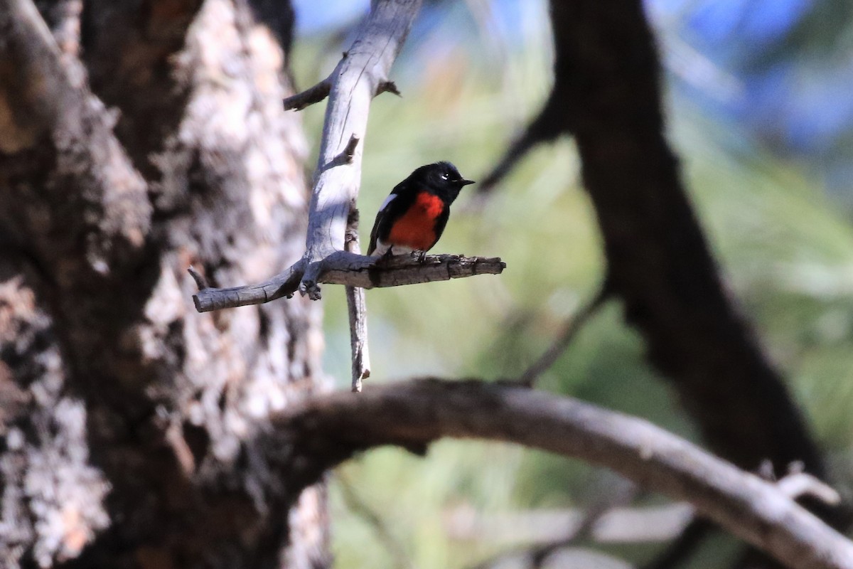 Painted Redstart - ML220296781