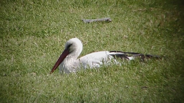 White Stork - ML220297161