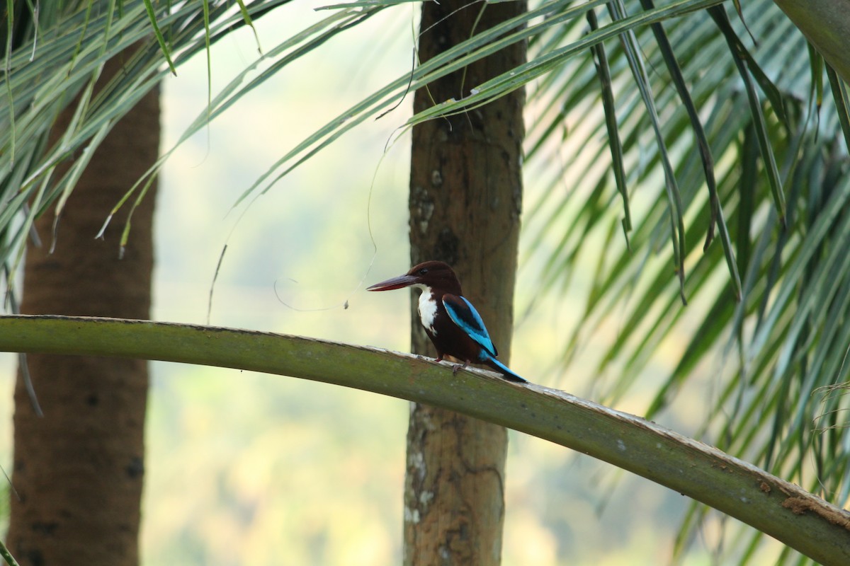 White-throated Kingfisher - Ambady Sasi