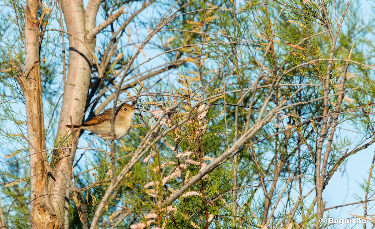 Common Nightingale - ML220300911