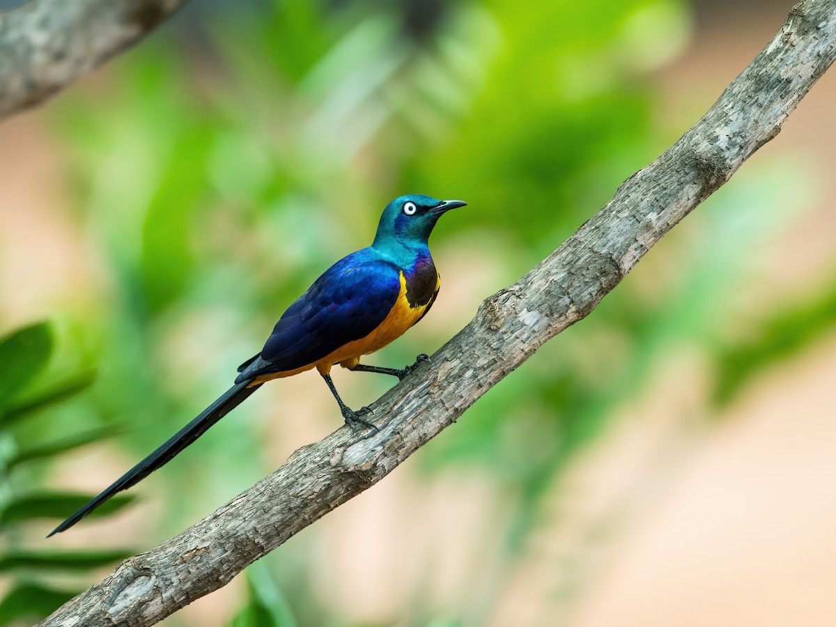 Golden-breasted Starling - Nick Athanas