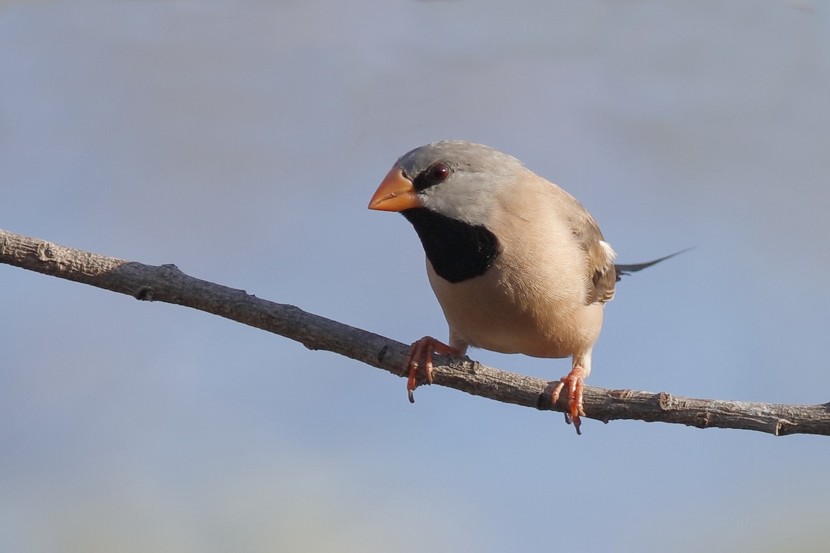 Long-tailed Finch - Holger Teichmann