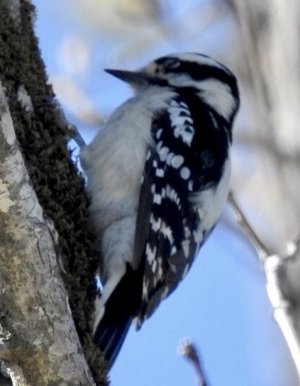 Downy Woodpecker - ML220301941