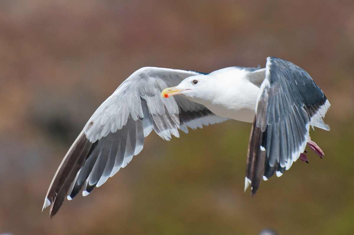 Western Gull - ML220302301