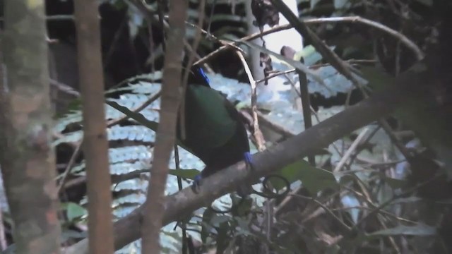 Синеголовая райская птица - ML220302321