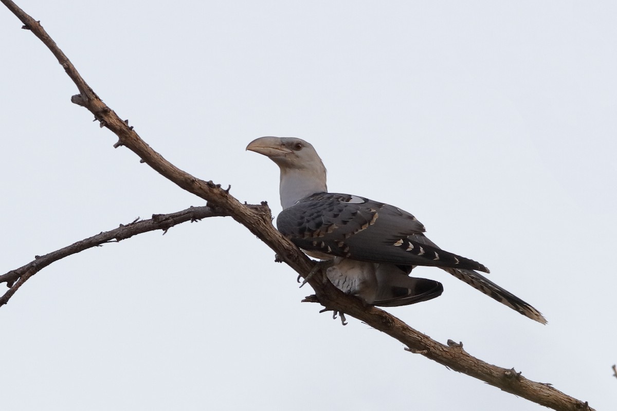 Channel-billed Cuckoo - ML220302541