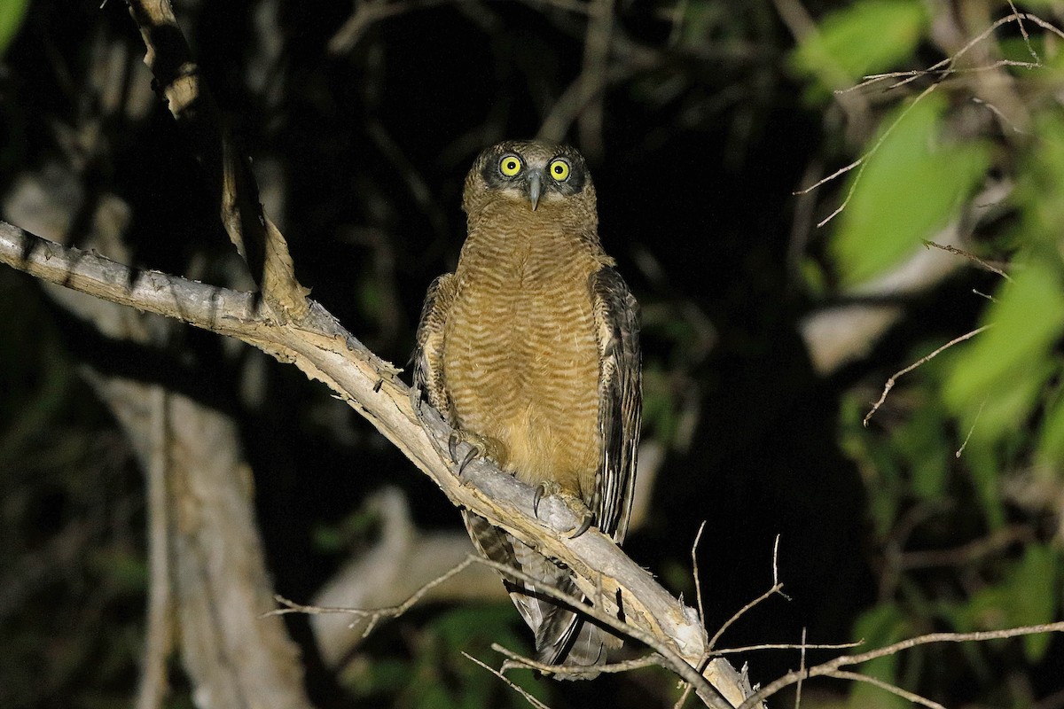 Rufous Owl - ML220302991