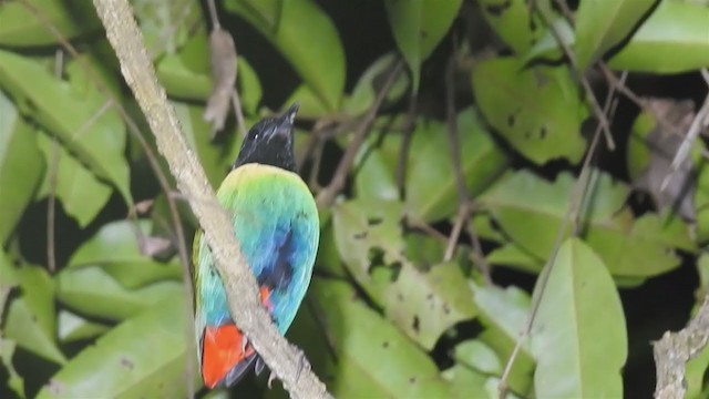 Eastern Hooded Pitta - ML220303121