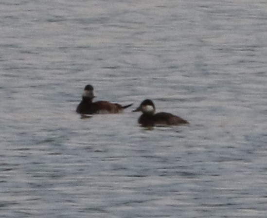 Ruddy Duck - ML220303571