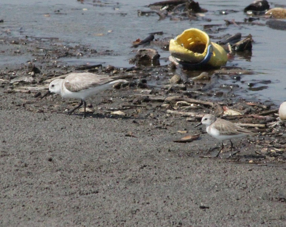 Semipalmated Sandpiper - ML220307781