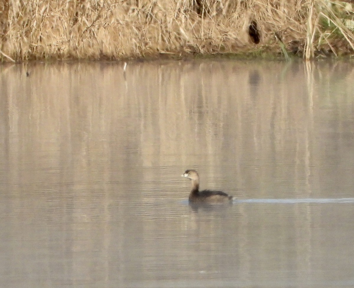 Pied-billed Grebe - ML220308421