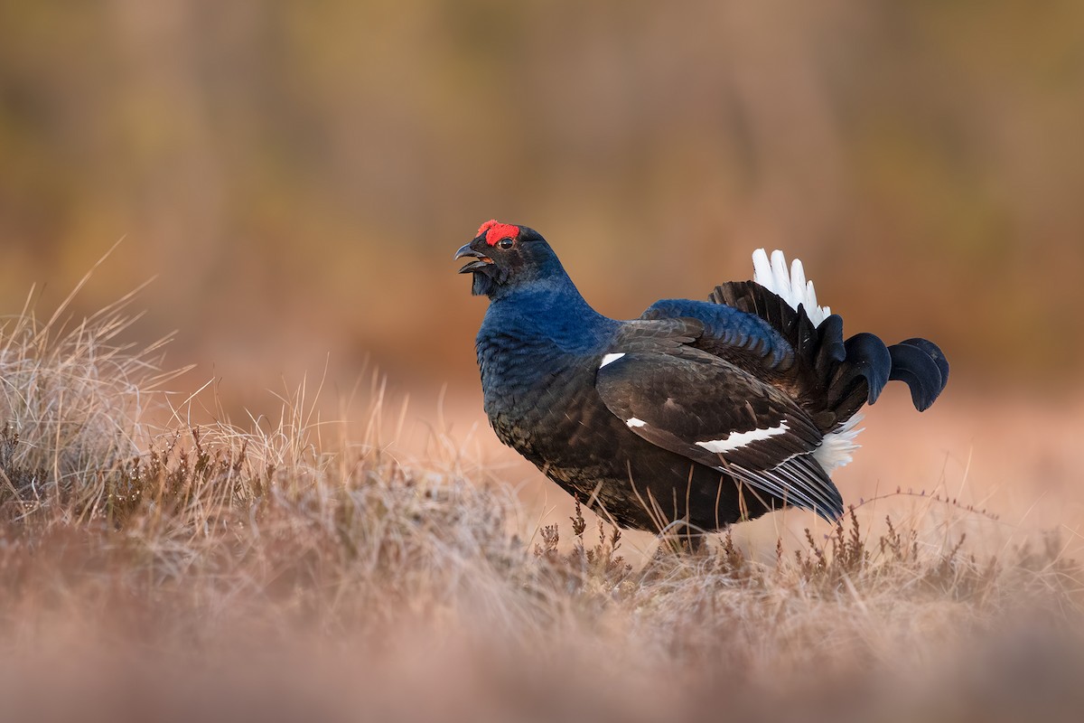 Black Grouse - ML220309141