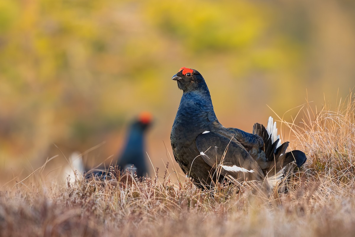 Black Grouse - ML220309201