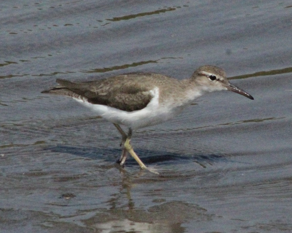 Spotted Sandpiper - undefined