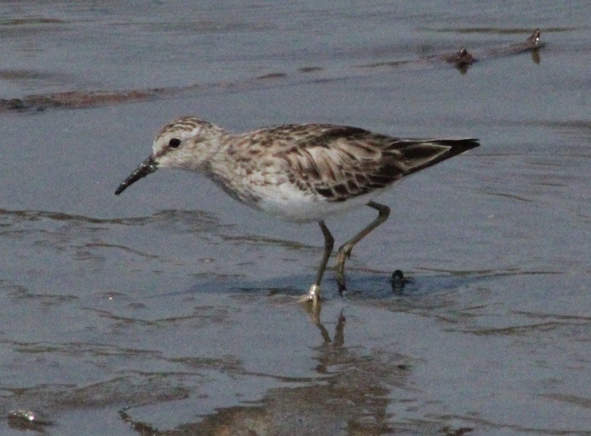 Least Sandpiper - undefined