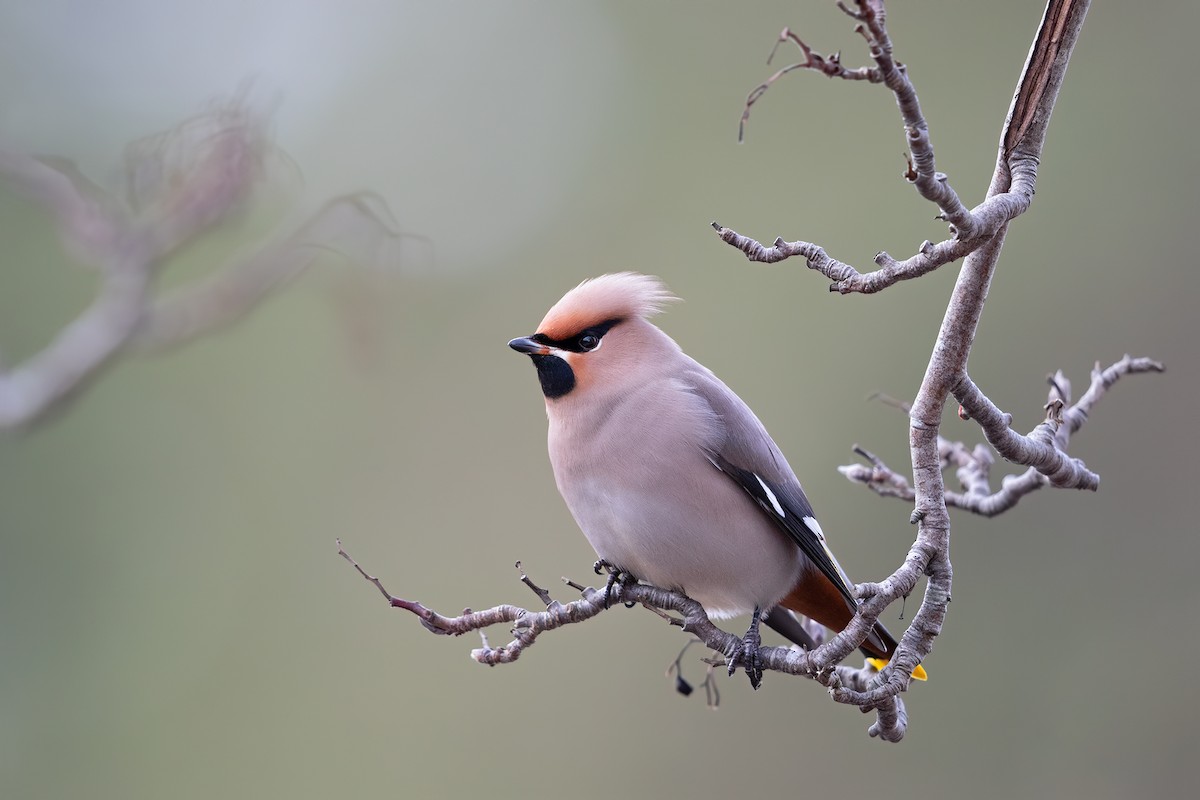Bohemian Waxwing - Ivan Sjögren