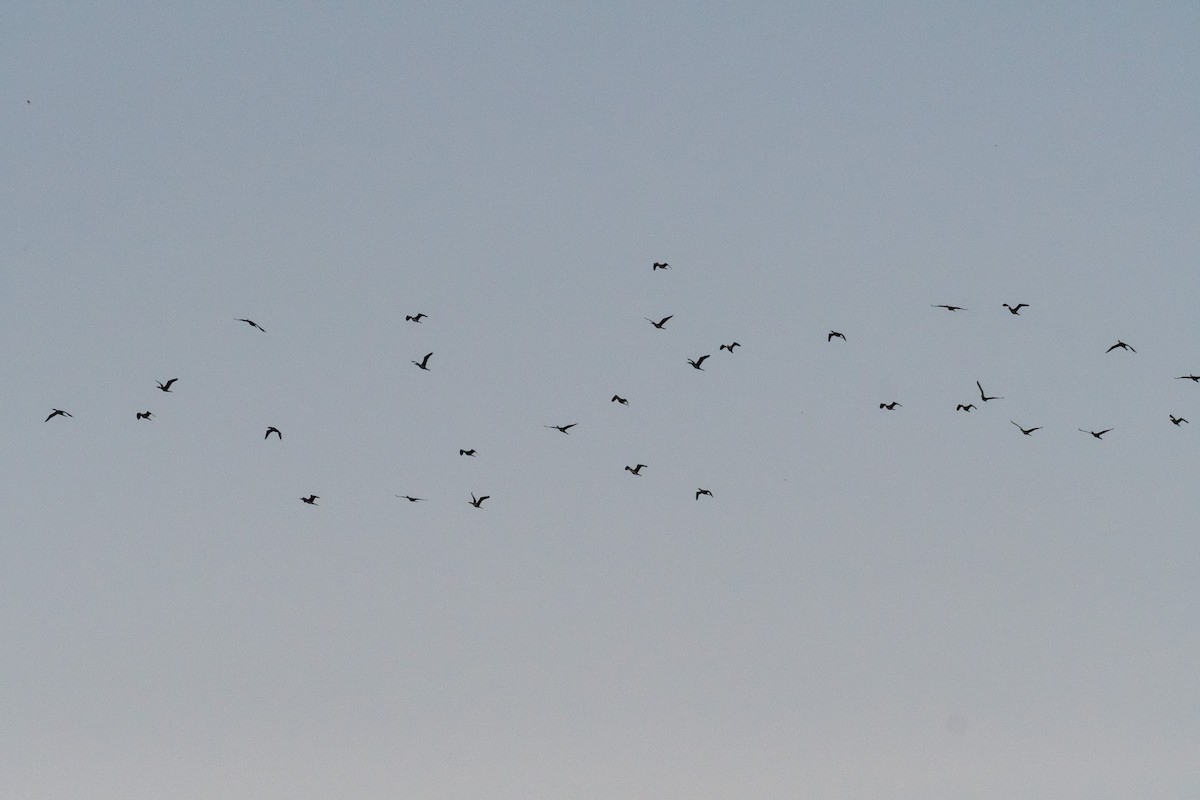 Long-tailed Cormorant - ML220310061