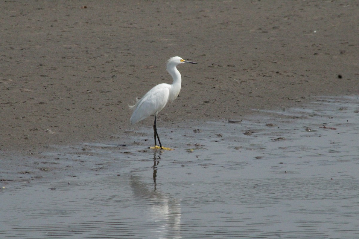 Snowy Egret - undefined