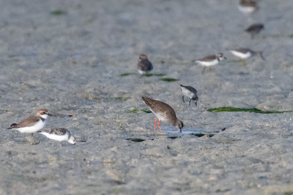 Common Redshank - ML220310641