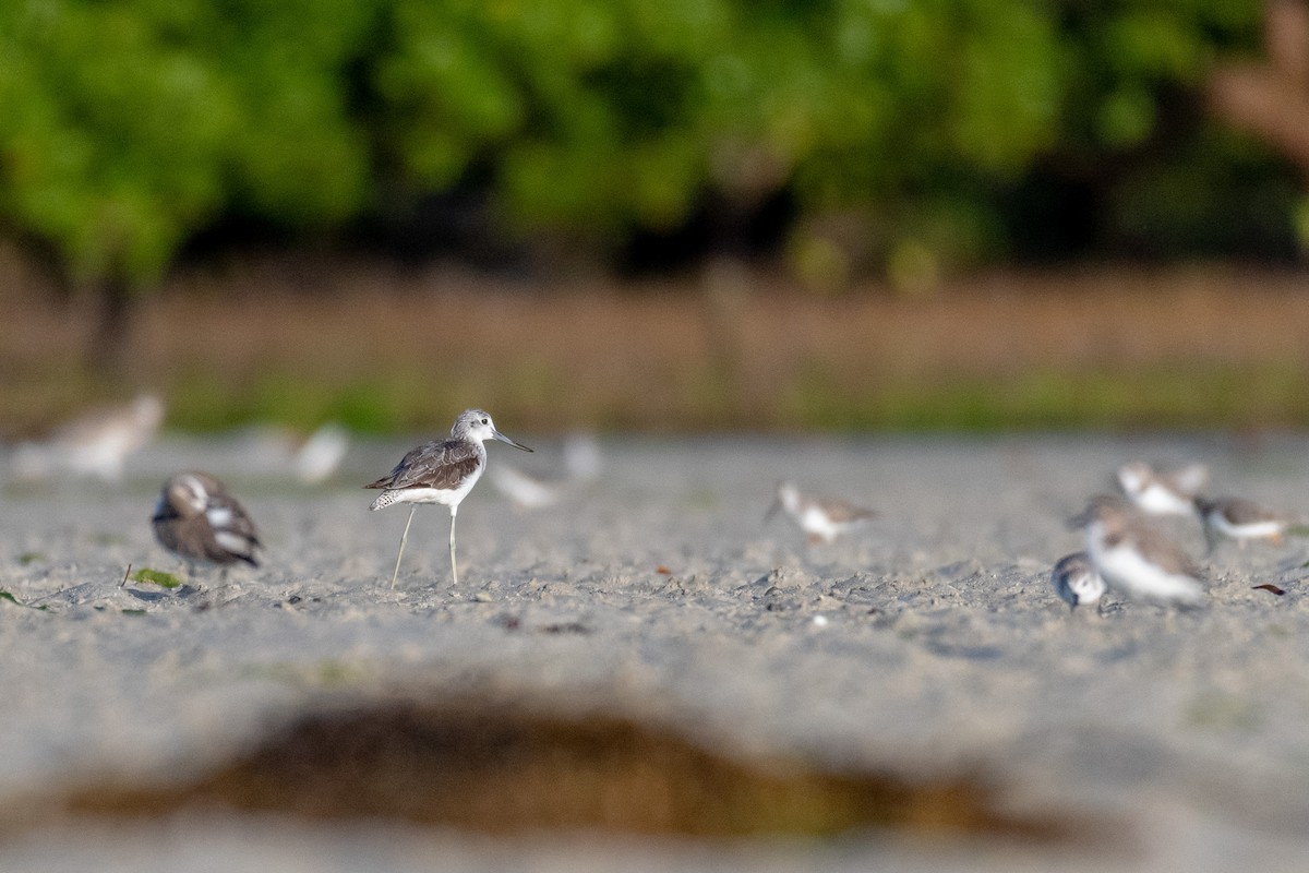 Common Greenshank - Raphaël Nussbaumer