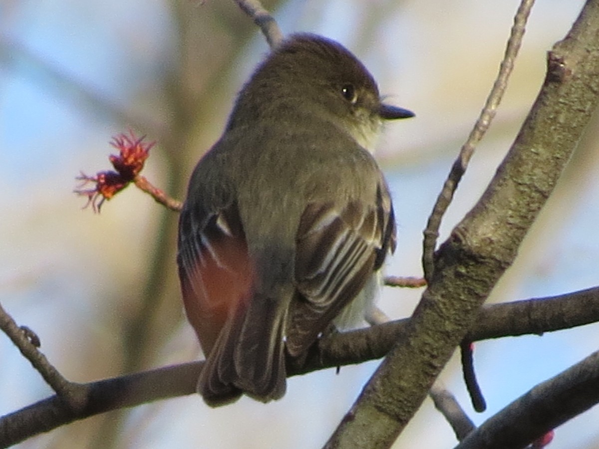 Eastern Phoebe - ML220310991