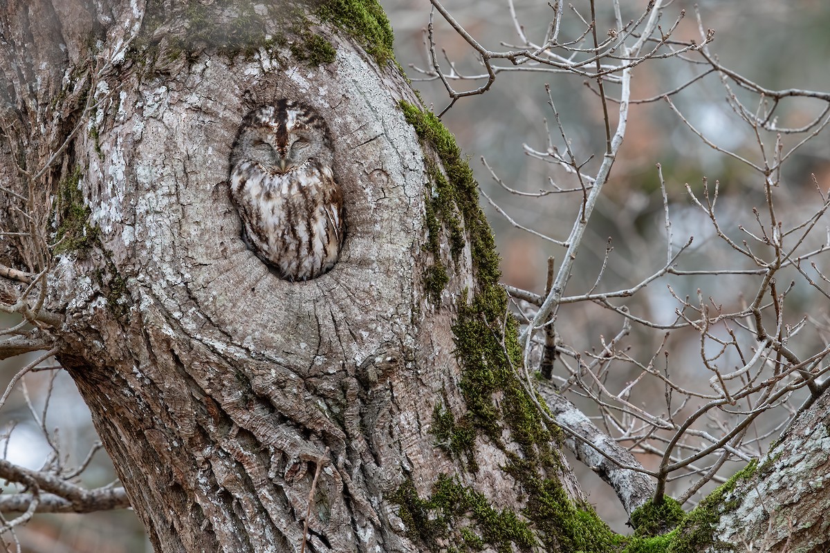 Tawny Owl - Ivan Sjögren