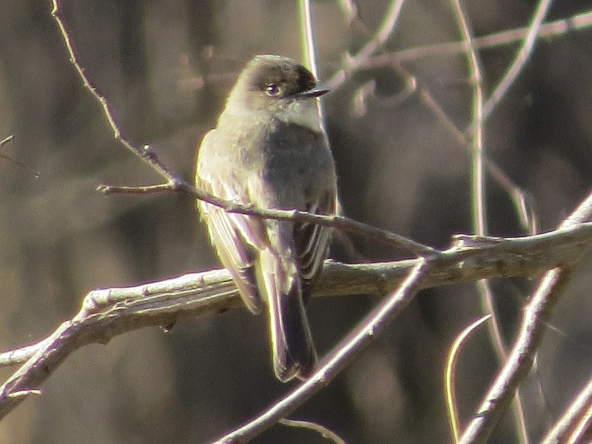 Eastern Phoebe - suzanne pudelek