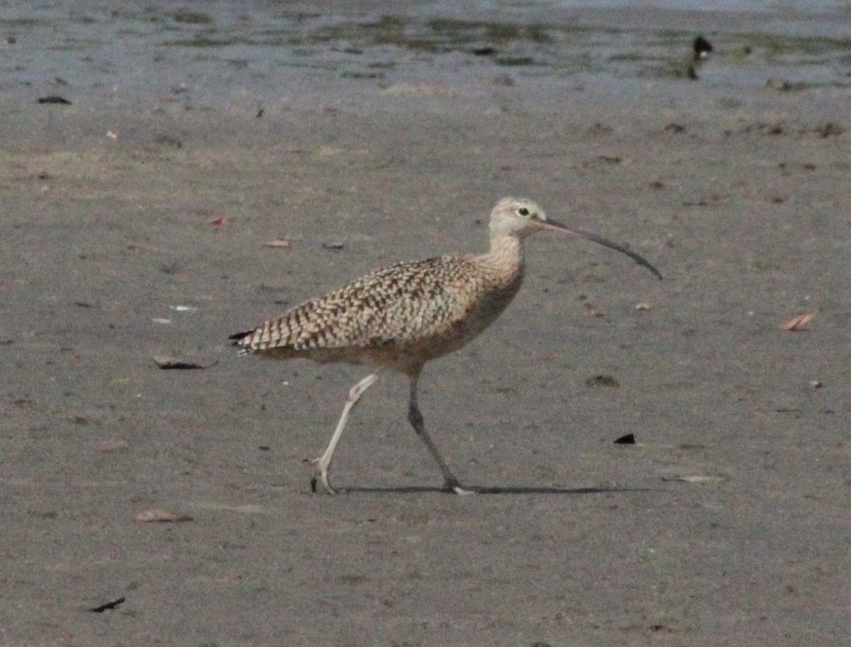 Long-billed Curlew - undefined