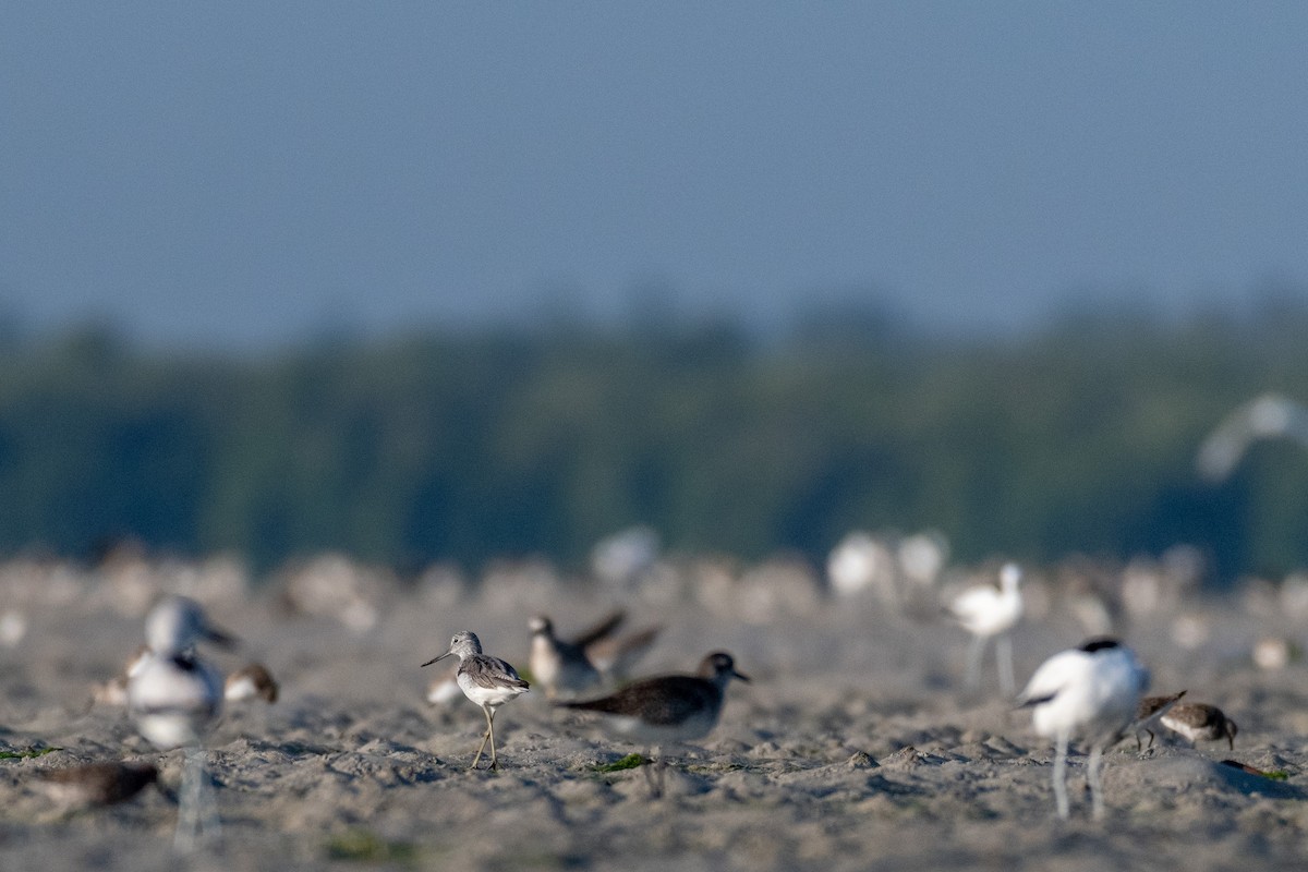 Common Greenshank - Raphaël Nussbaumer