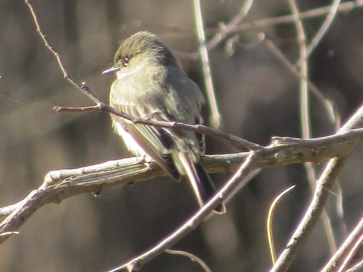 Eastern Phoebe - suzanne pudelek