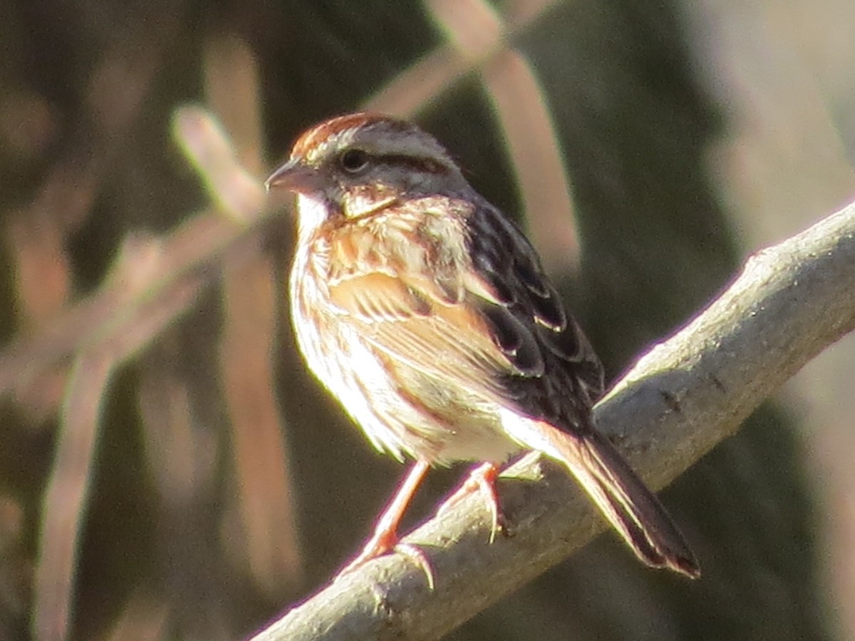 Song Sparrow - ML220311931