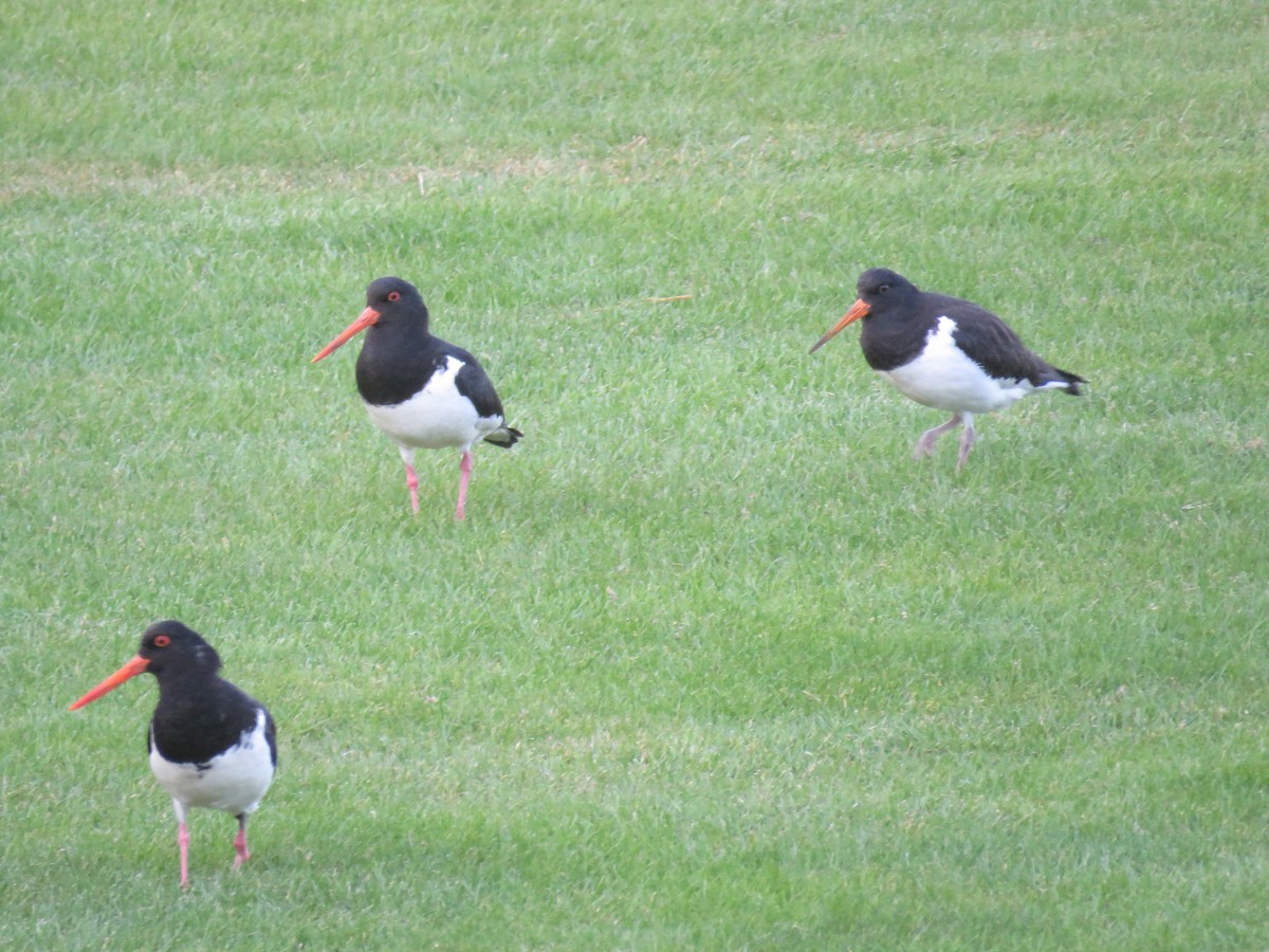 South Island Oystercatcher - Ian  Woodford