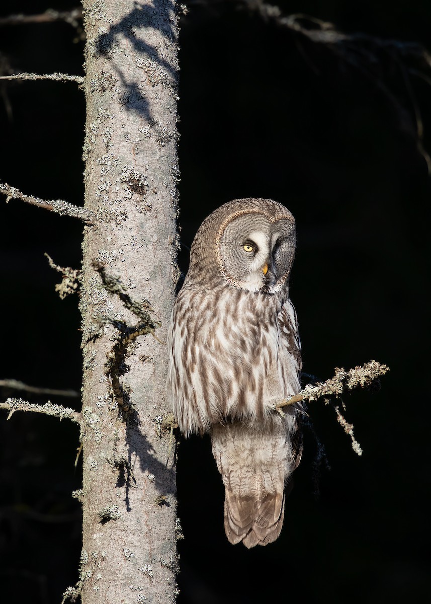 Great Gray Owl - ML220312521