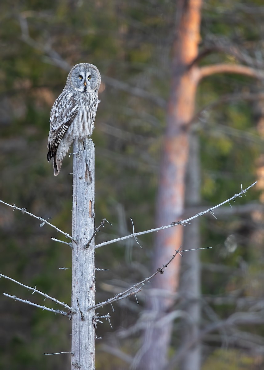 Great Gray Owl - ML220312581