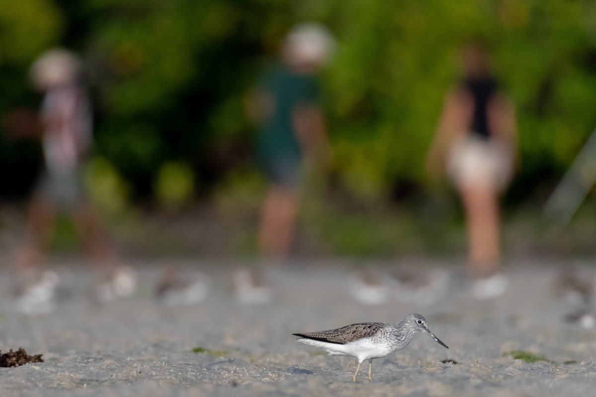 Common Greenshank - Raphaël Nussbaumer