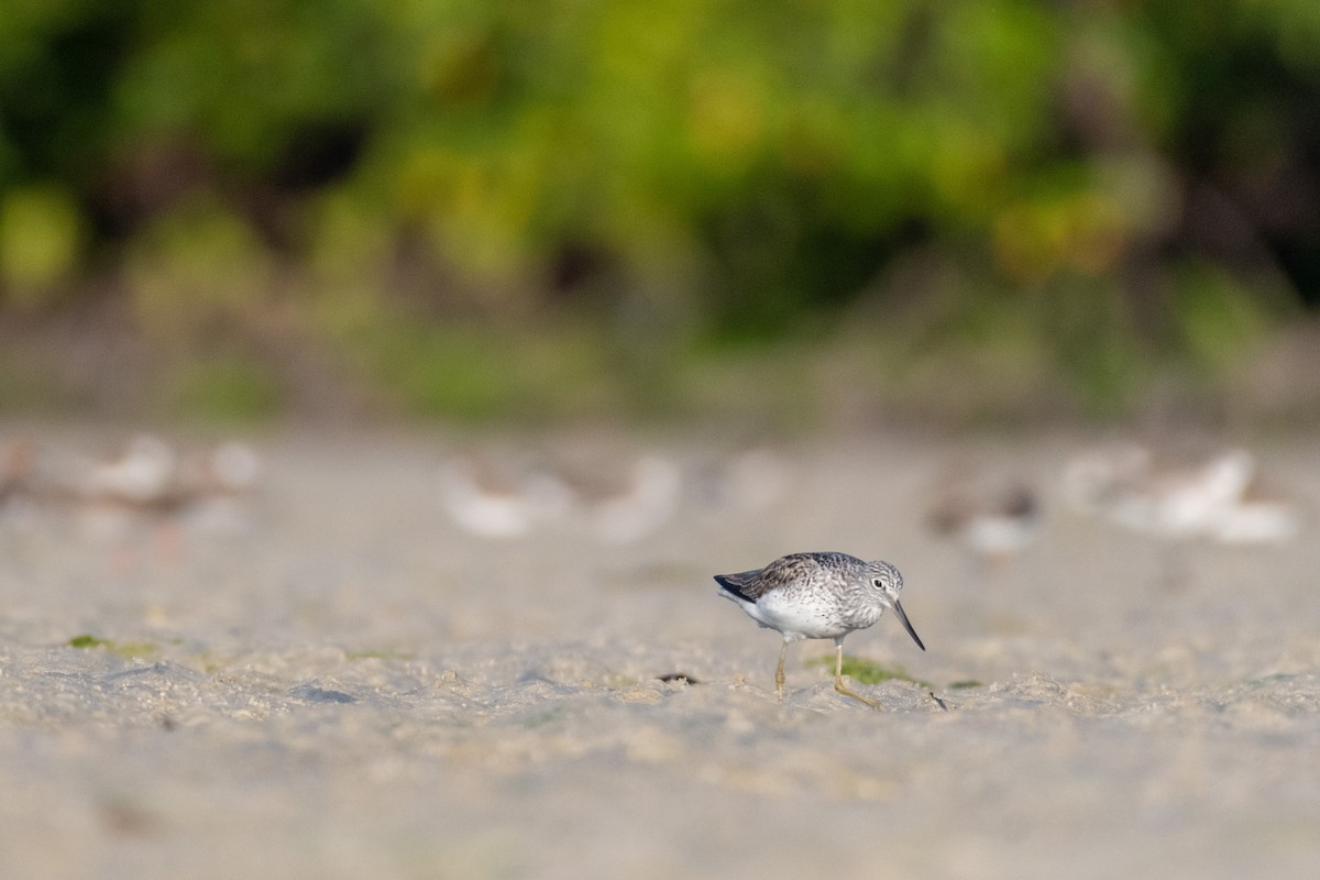 Common Greenshank - ML220313041