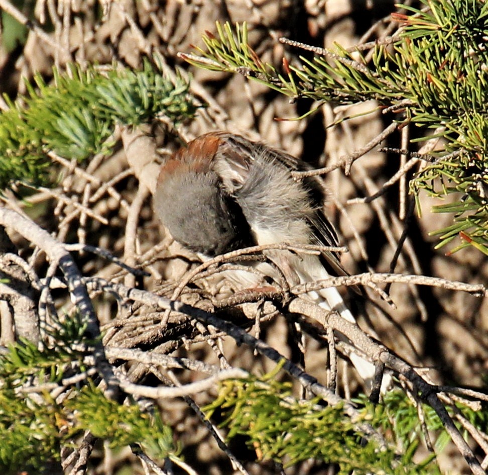 Dark-eyed Junco (Gray-headed) - ML220313511
