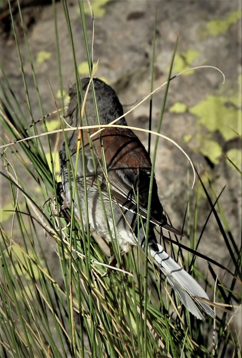 Dark-eyed Junco (Gray-headed) - ML220313521