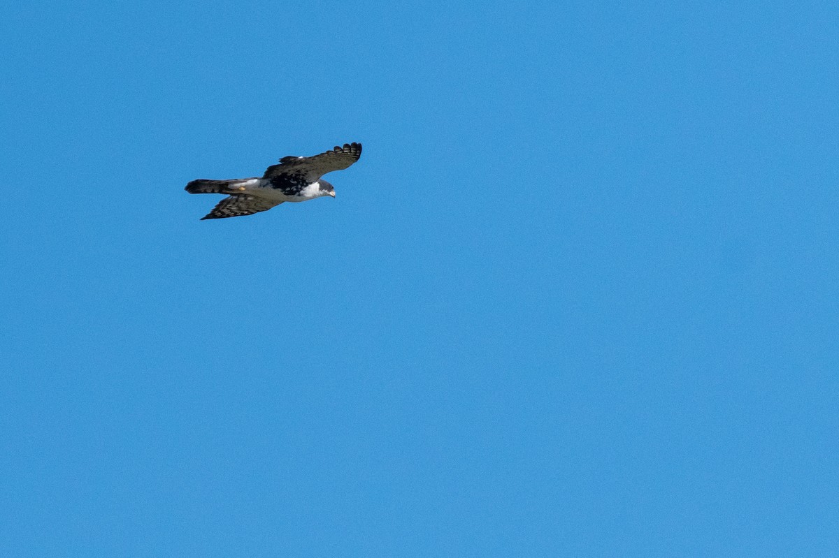 Black Goshawk - ML220313791