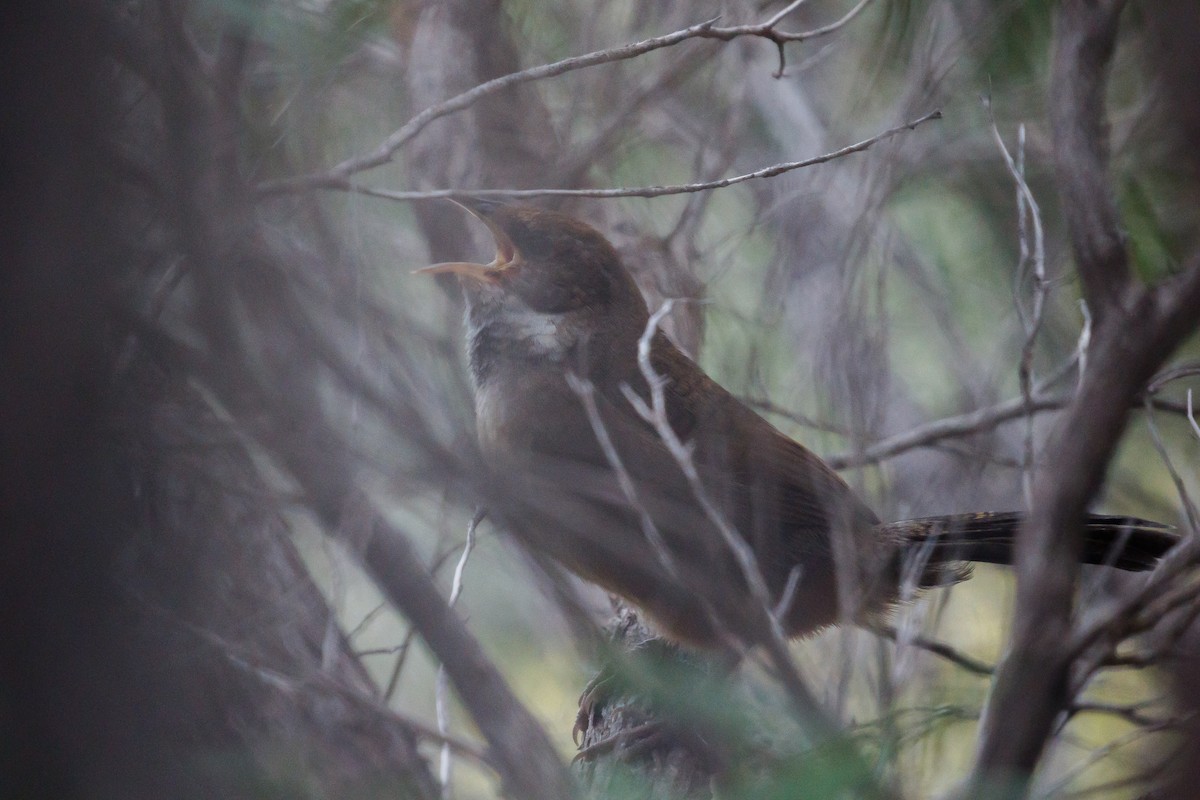 Noisy Scrub-bird - ML220314841