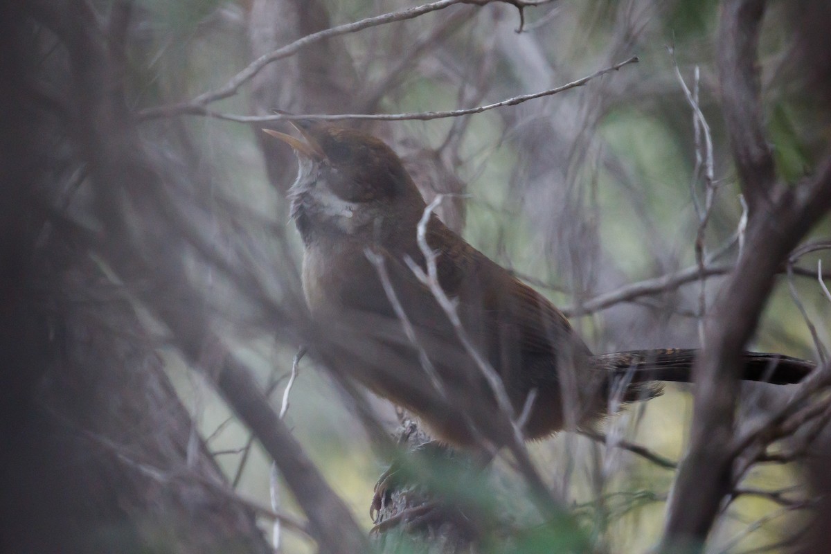 Noisy Scrub-bird - ML220314881