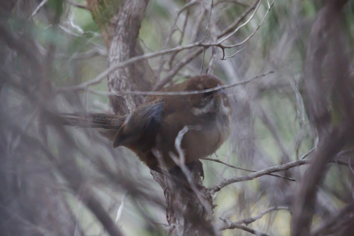 Noisy Scrub-bird - ML220314901