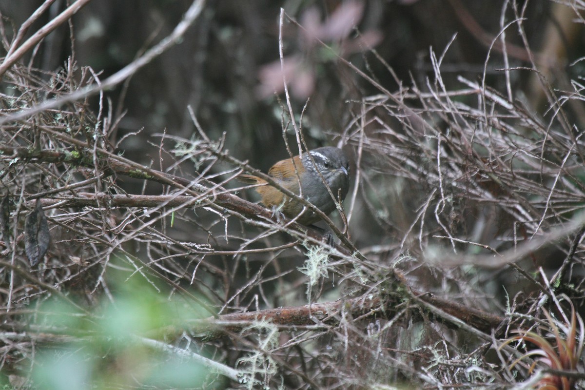 Gray-breasted Wood-Wren (Central American) - ML220316071