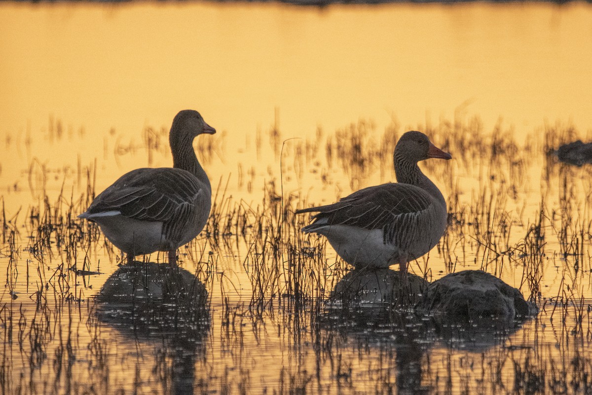 Graylag Goose - ML220316371